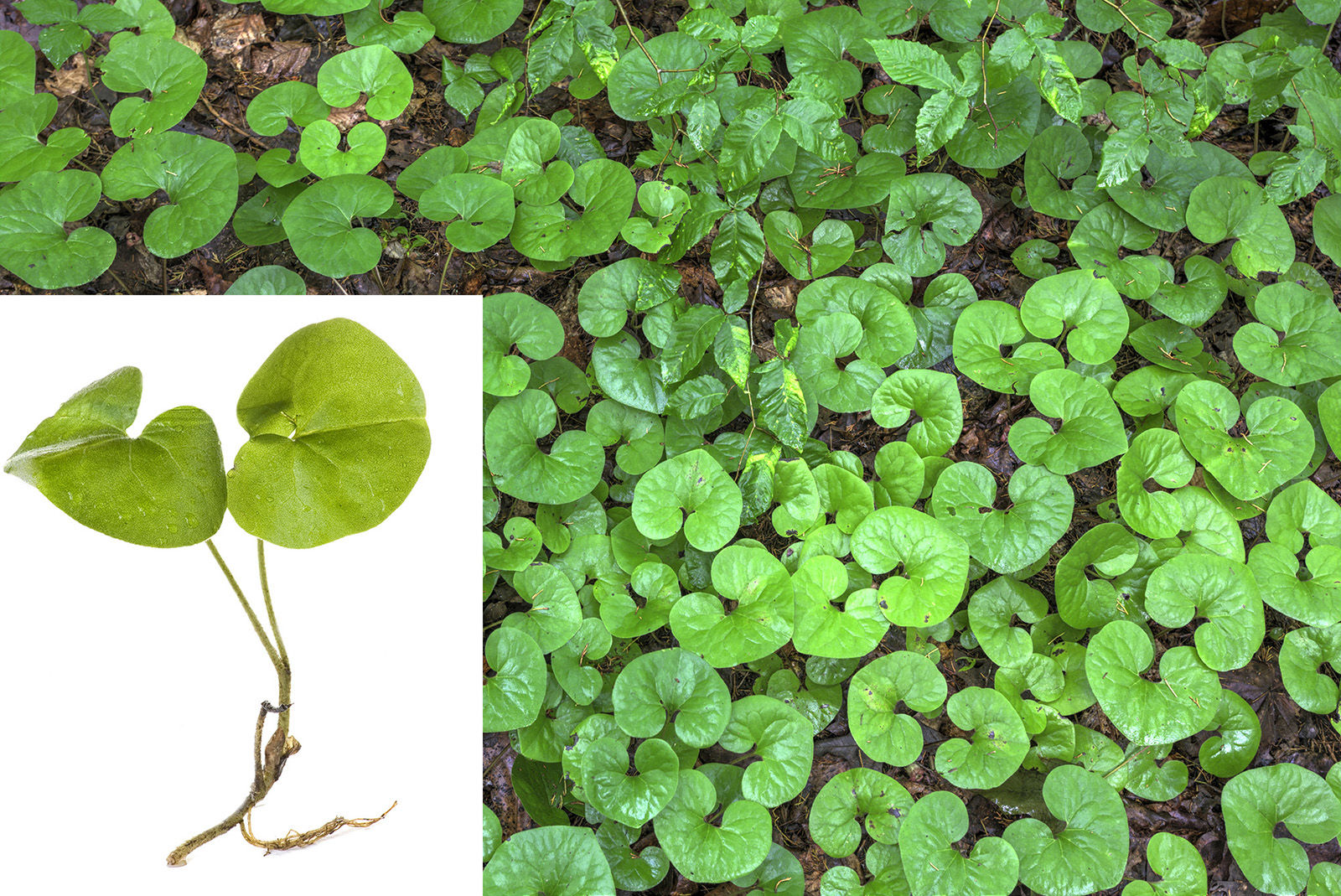 Wild ginger